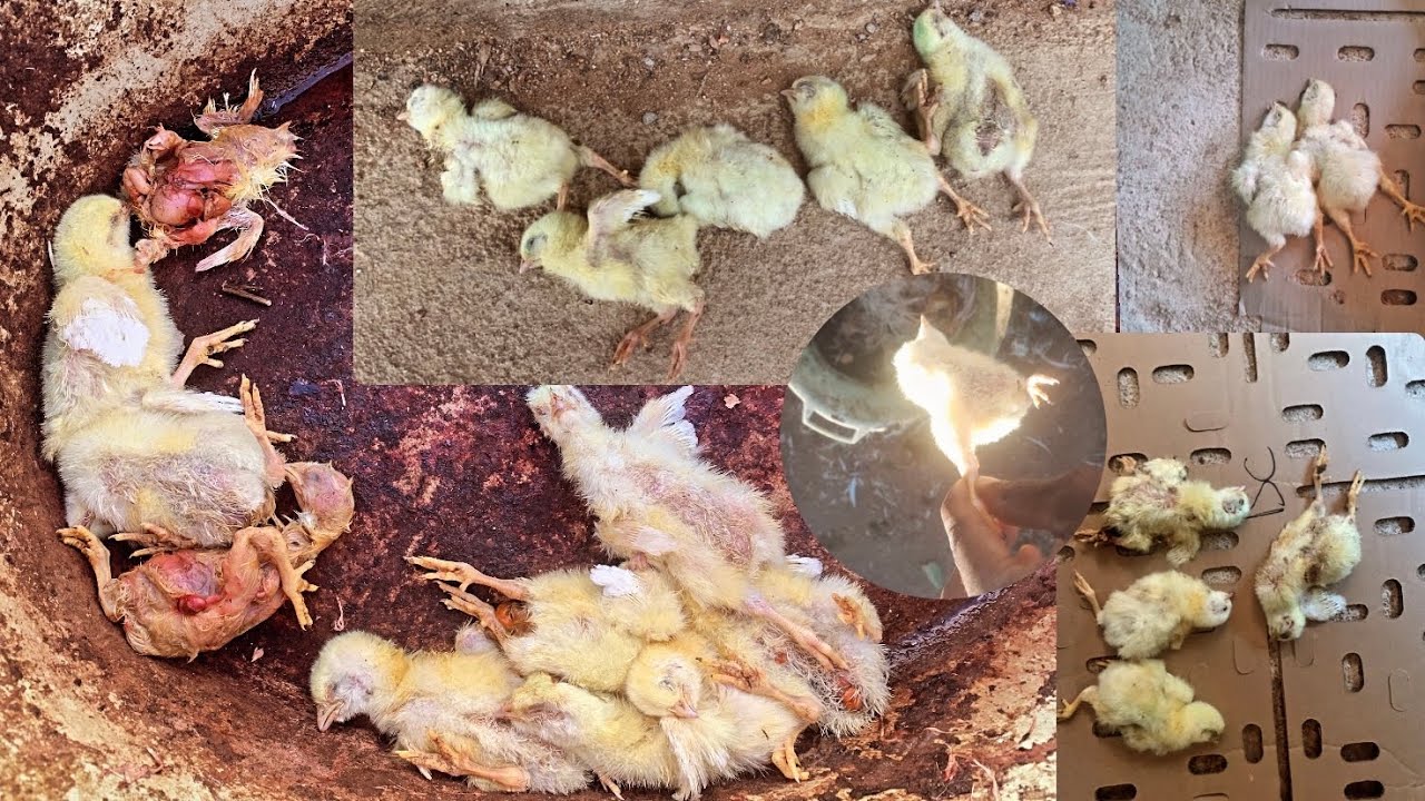 40 broiler Chicken dead on the first week of brooding | highest mortality ever