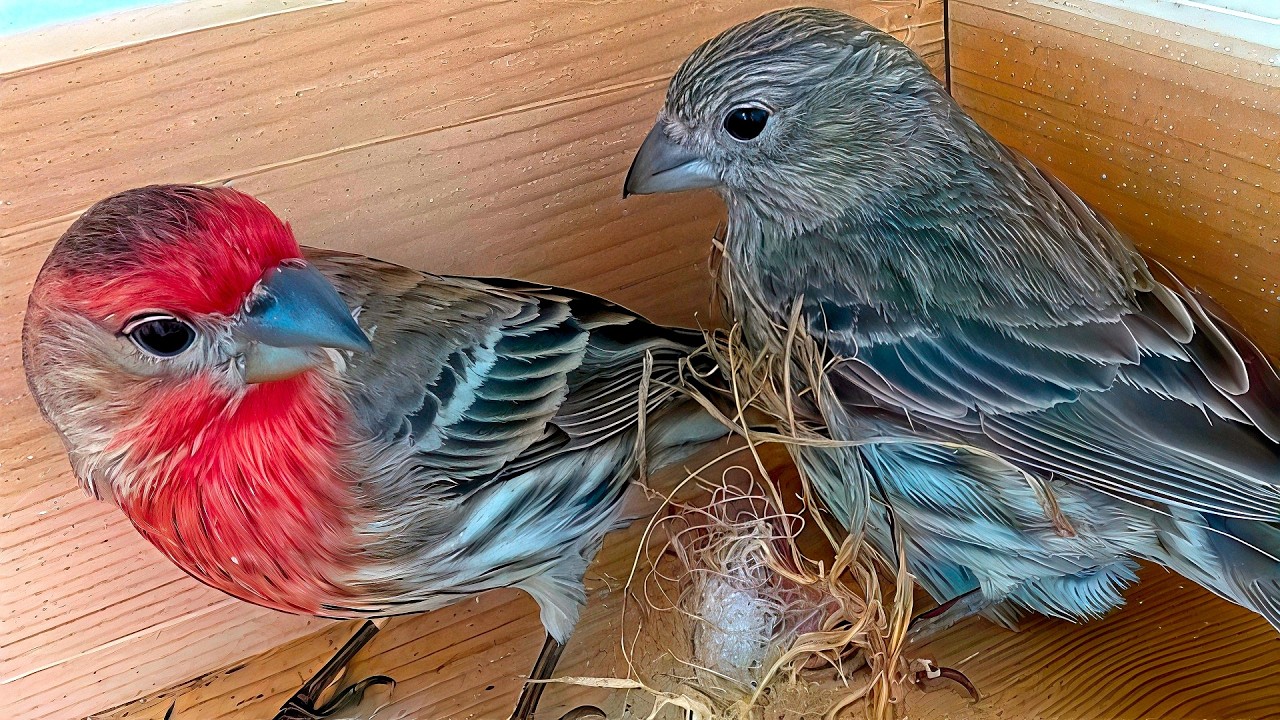 Love in the Air: Watch House Finches Build a Nest