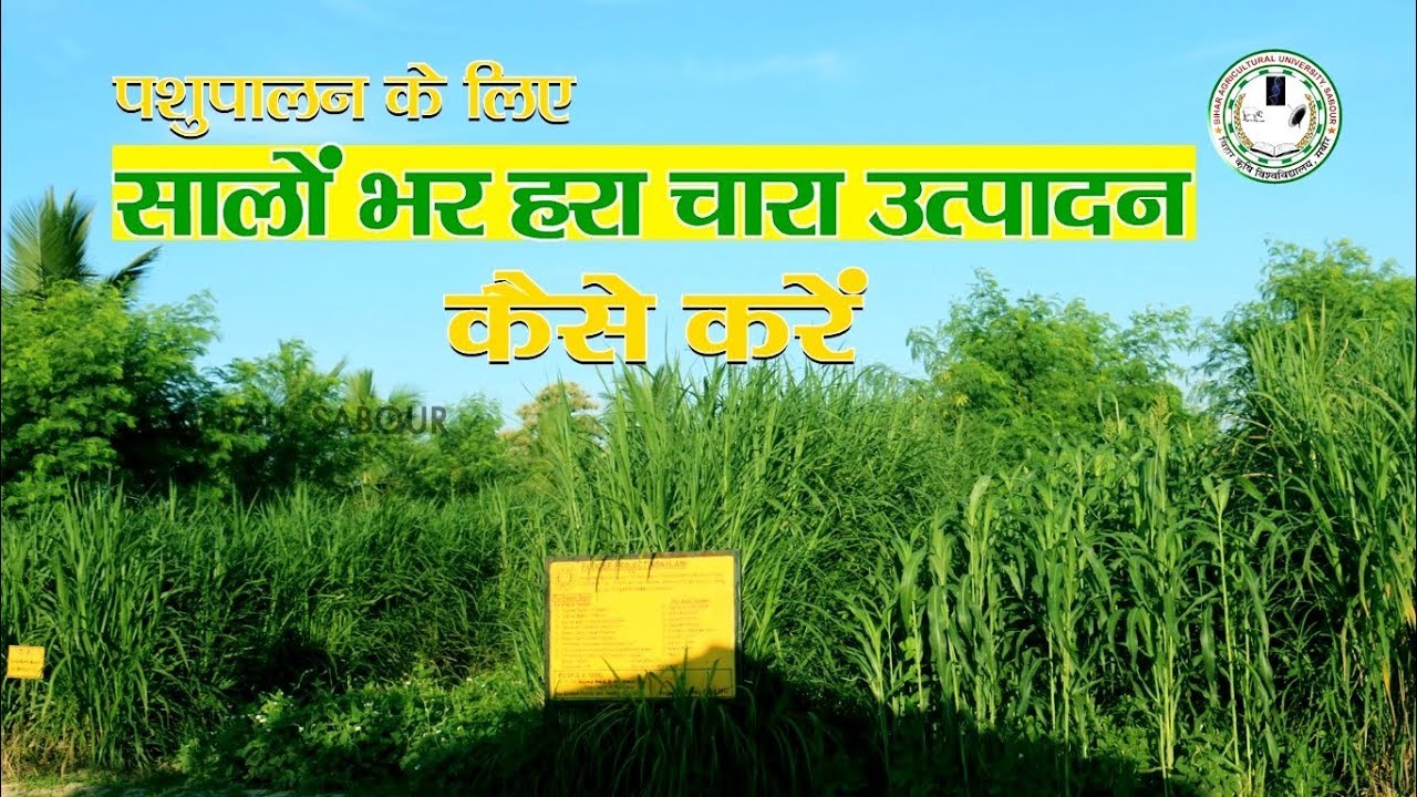पशुपालन के लिए वर्ष भर हरा चारा कैसे उगाएं || How to grow Green Fodder round the year