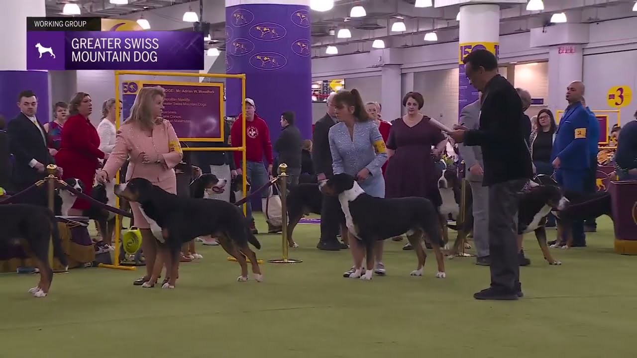 Greater Swiss Mountain Dogs | Breed Judging 2026