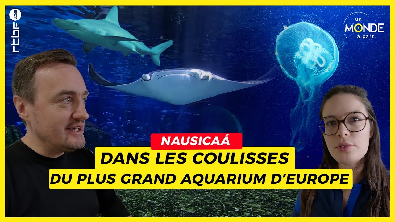 Nausicaa : dans les coulisses du plus grand aquarium d'Europe - Un Monde à part