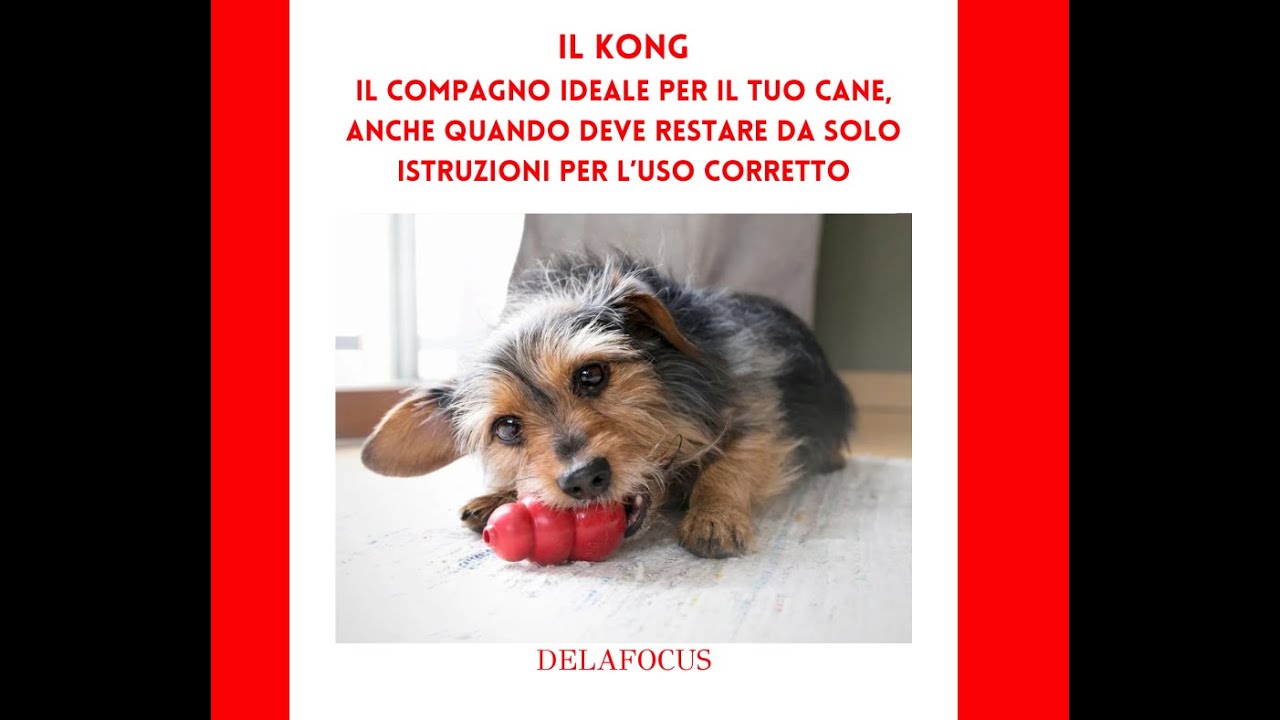 Il KONG - il compagno ideale per il tuo cane, anche quando deve rimanere da solo a casa