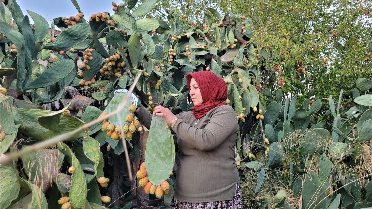  TAM MEVSİMİ OLAN KAYNANA DİLİ💢 KÜREK YEMİŞİ💢DİKENLİ İNCİR BİR SÜRÜ ADI OLAN BU MEYVEDEN YEDİNİZMİ🤔
