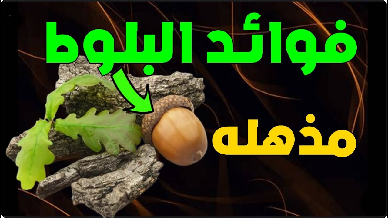 فوائد البلوط - تناولوا البلوط اذا كنتم تعانون من هذه المشاكل الصحية فوائده ستجعلك تتناوله يوميا