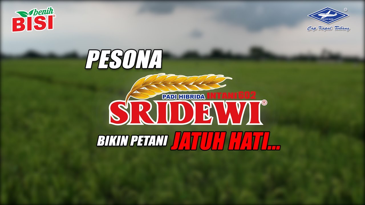 BISI Sahabat Petani: Pesona #padi Hibrida Intani 602/Sridewi Bikin Petani Jatuh Hati...