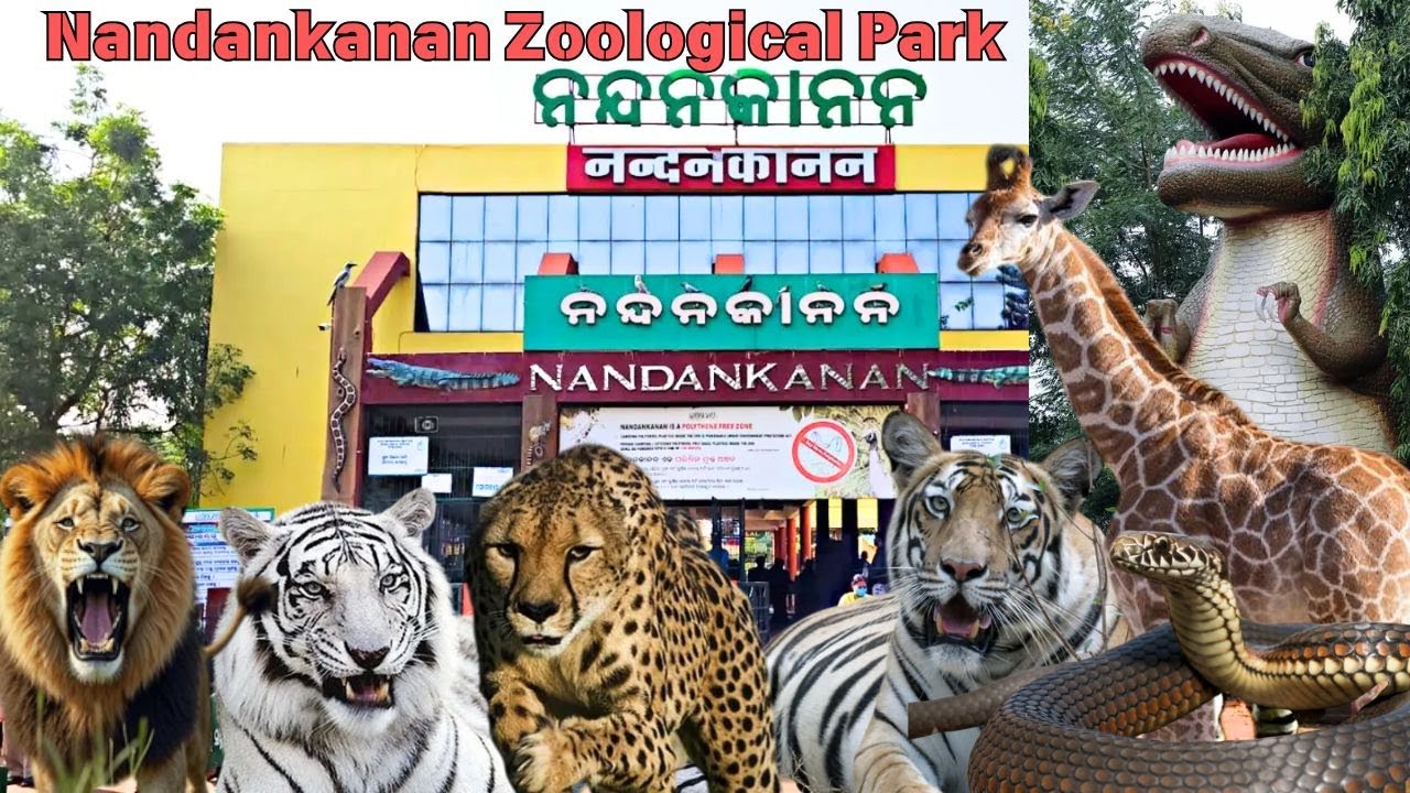 Nandankanan Zoological Park | Bubaneshwar |3rd largest Zoo of India | 2024 #odisha #zoo #nandankanan