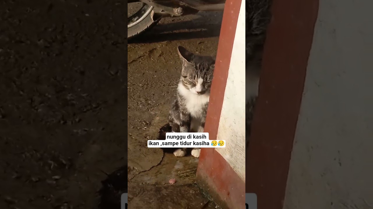 kucing liar menyedihkan