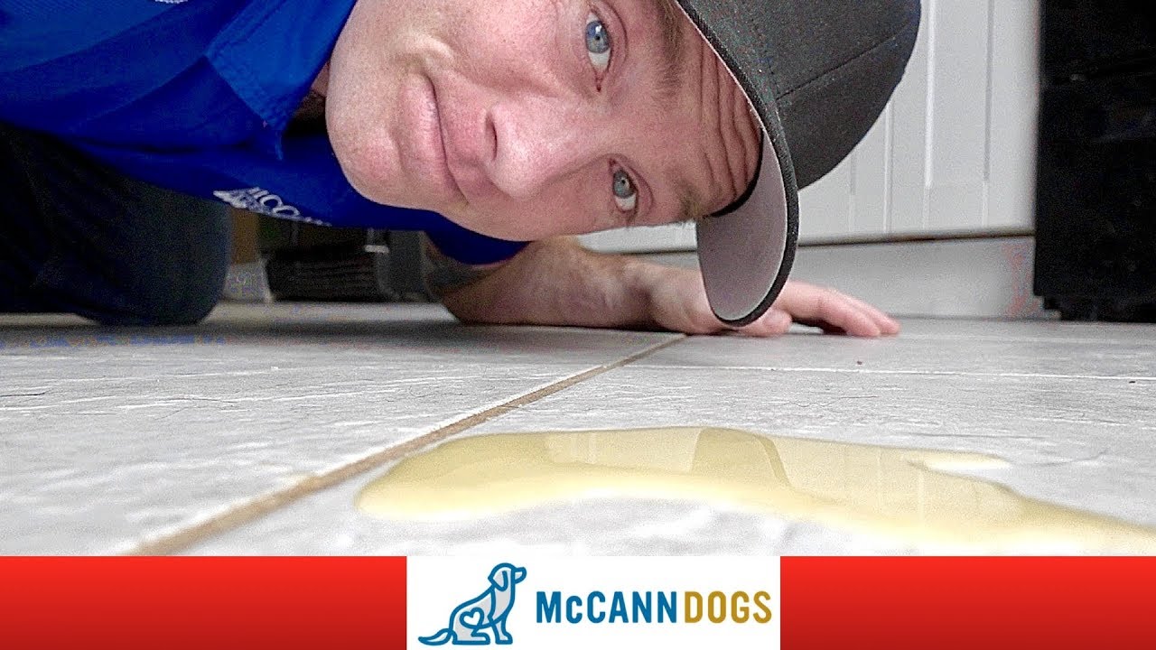 Puppy Potty Training- The 4 Reasons It Isn't Working - Professional Dog Training Tips
