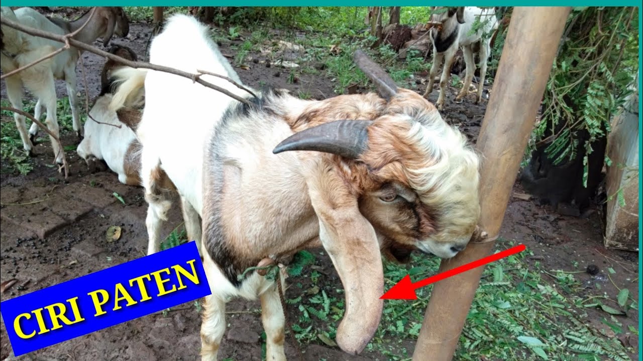 CIRI KAMBING JAWA RANDU asli ~ simple bgt