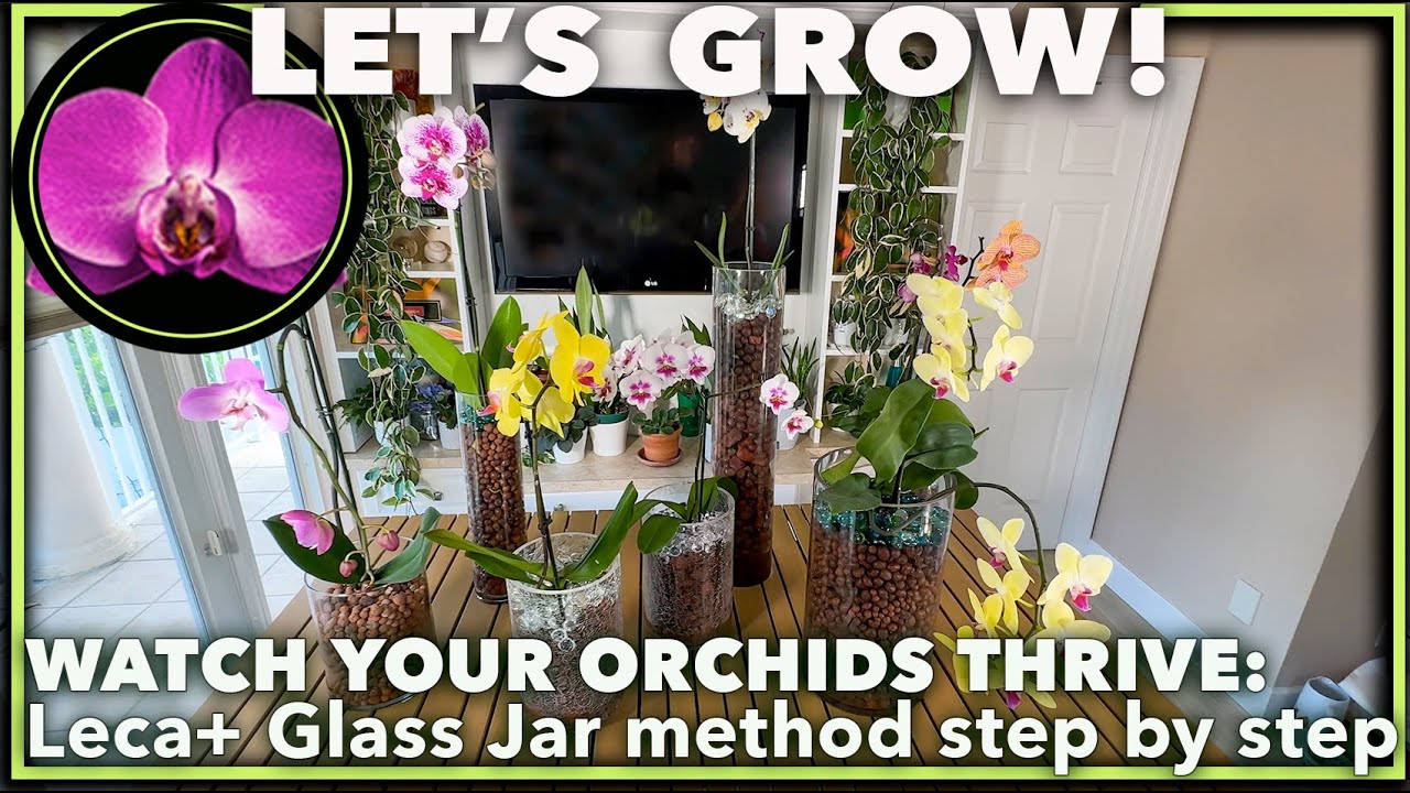 🌿 HOW TO GROW ORCHIDS IN LECA + GLASS: Ultimate Guide to Boost Blooms + Care Questions Answered!