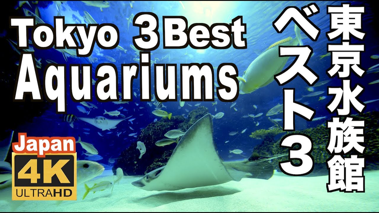 🇯🇵 4K 東京の人気水族館ベスト３ Aquariums Tokyo 観光 旅行 デート 親子 サンシャイン水族館 すみだ水族館 アクアパーク品川 癒し aquarium Japan リラックス
