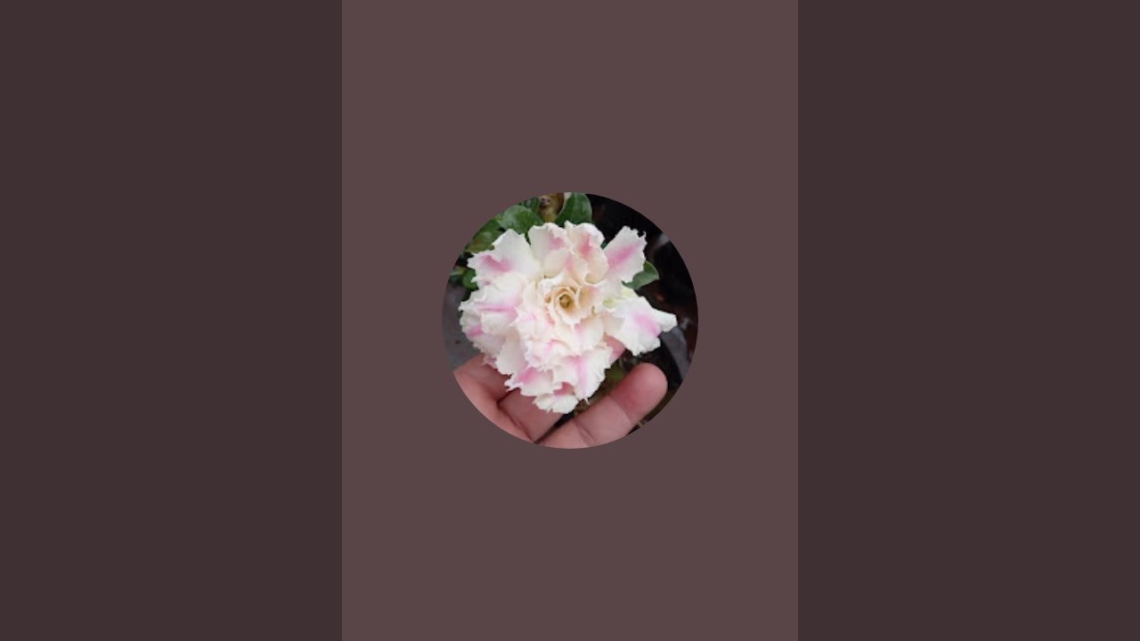 BOA NOITE,  VAMOS VER LINDAS ROSAS DO DESERTO.