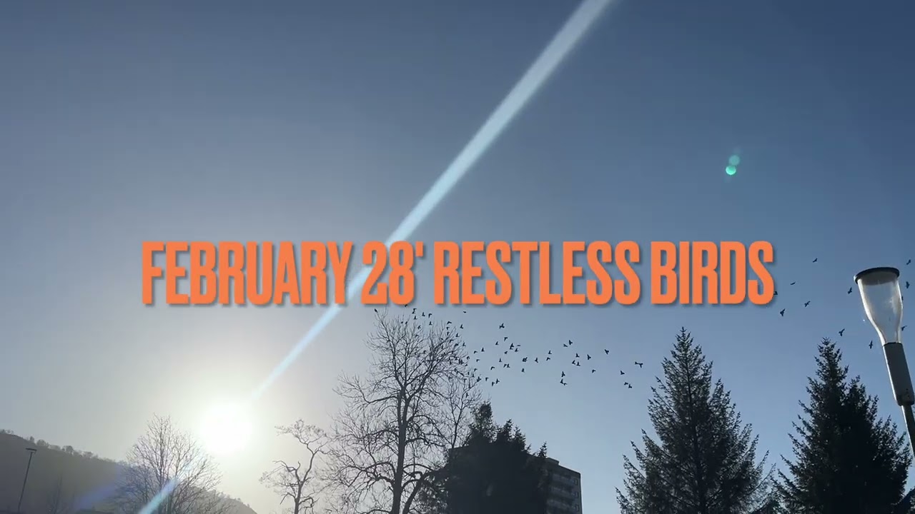 The Pigeons knows whats comming.. long before they arrives/ something in the air -Norway 