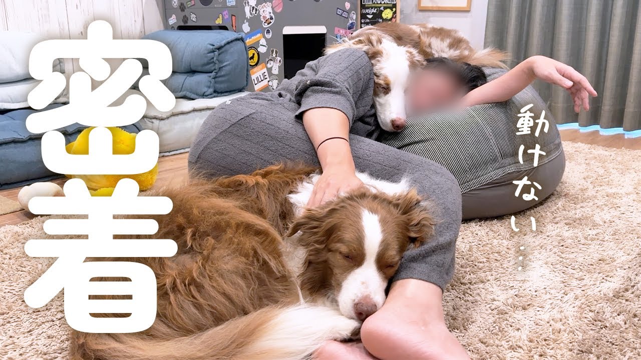 大きい犬達とお昼寝した結果、パパの体勢が限界すぎた😂笑【ボーダーコリー・オーストラリアンシェパード】