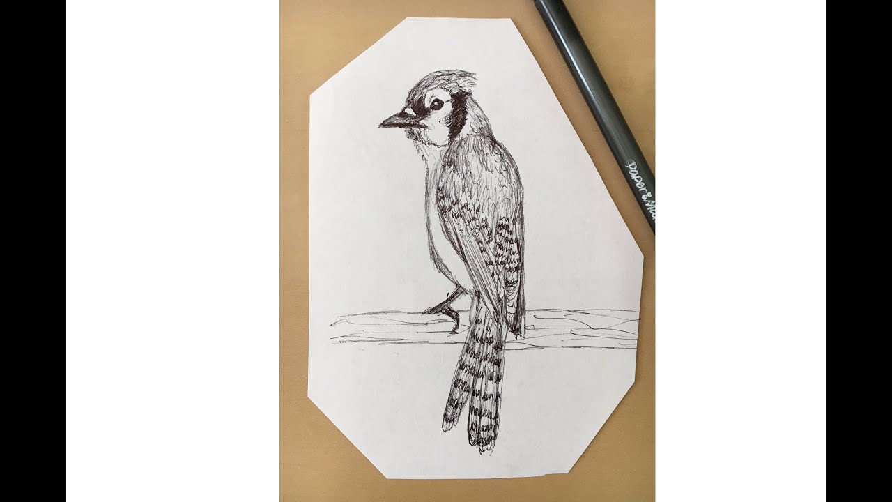 Blue Jay. How to draw a Blue Jay. Simple instructional video on how to draw a Blue Jay.