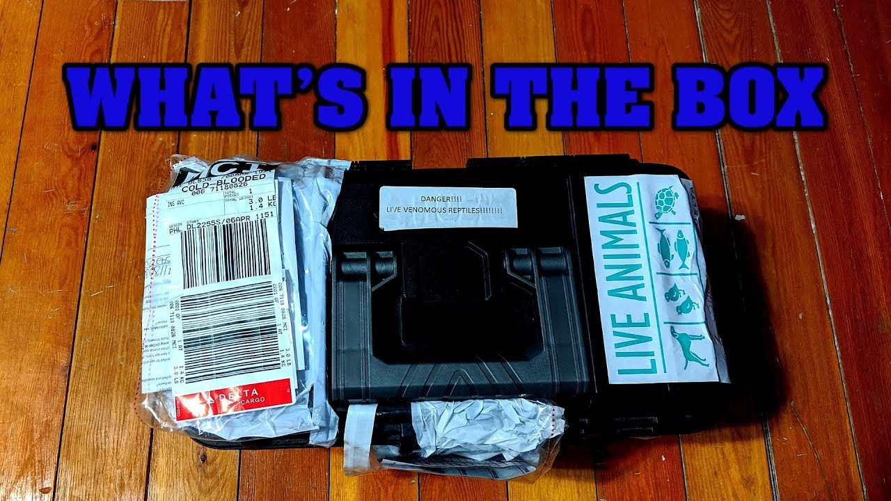 Unboxing a new VENOMOUS SNAKE!  One of my dream animals!