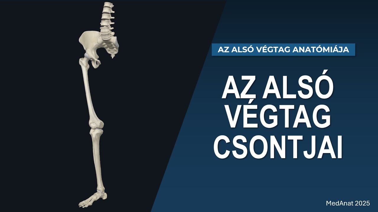 [TELJES ELŐADÁS] AZ ALSÓ VÉGTAG ANATÓMIÁJA | Az alsó végtag csontjai