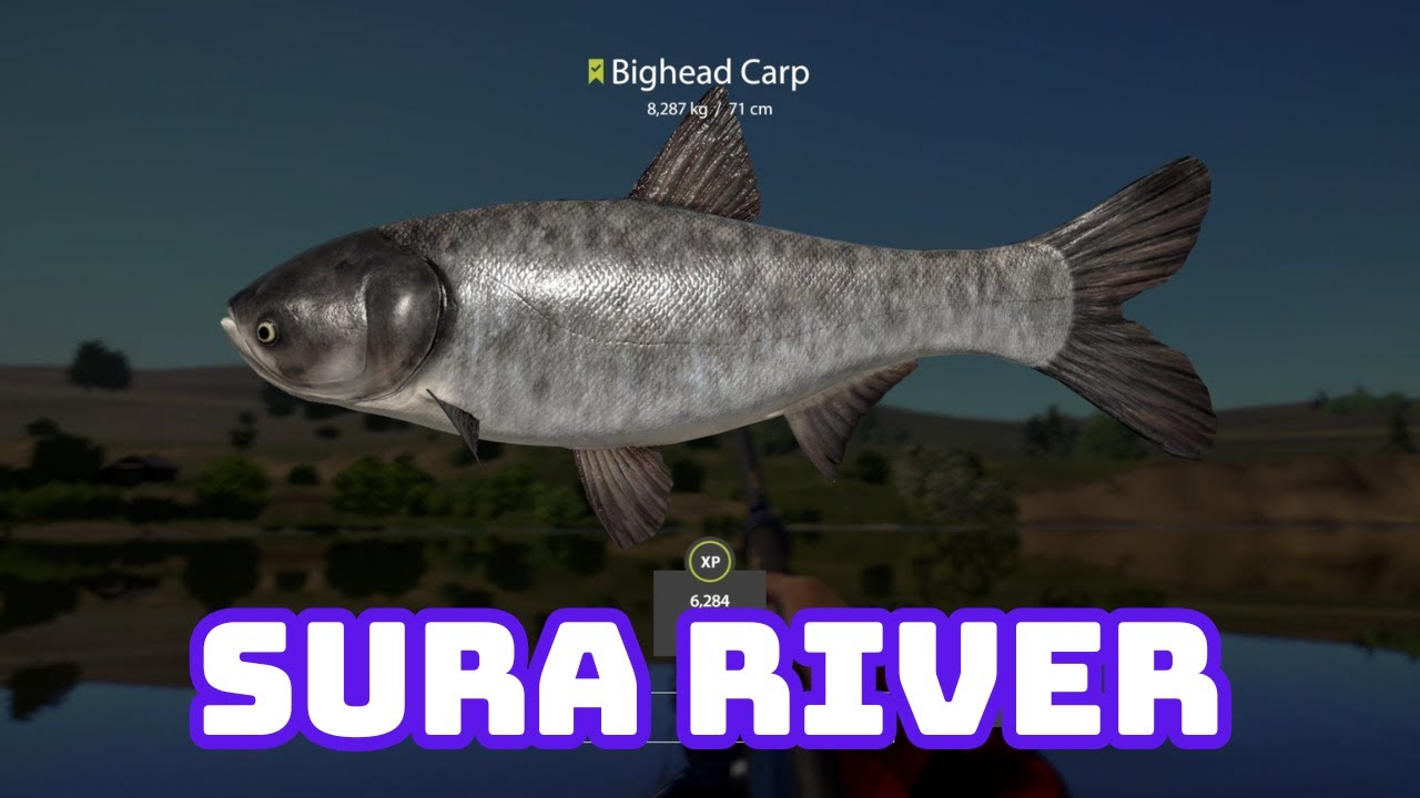 Russian Fishing 4 Bighead spot Tołpyga SURA RIVER
