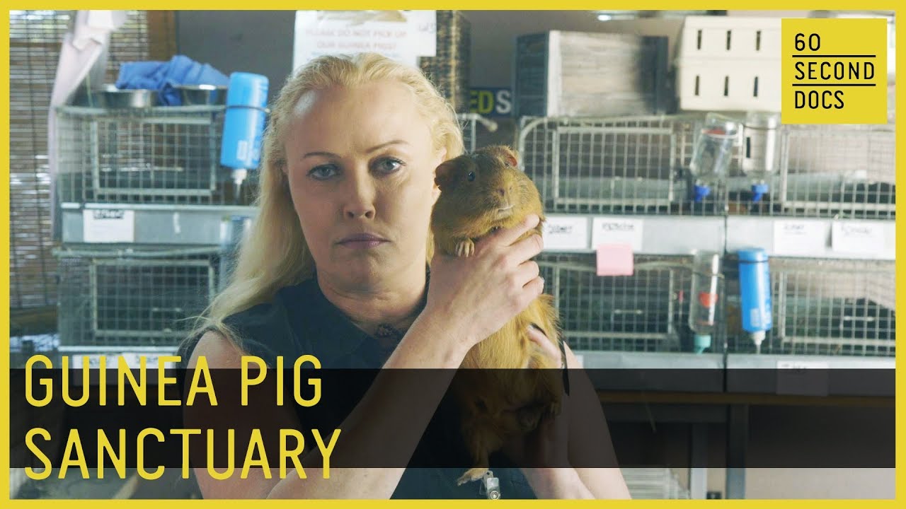Guinea Pig Sanctuary | Los Angeles Rescue // 60 Second Docs