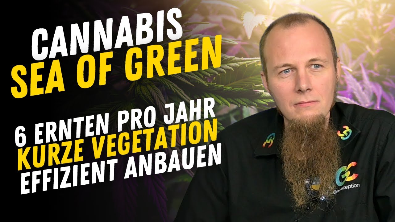 Sea of Green (SOG) - Anbau Methode mit bis zu sechs Ernten j&auml;hrlich sind m&ouml;glich so wird es gemacht.