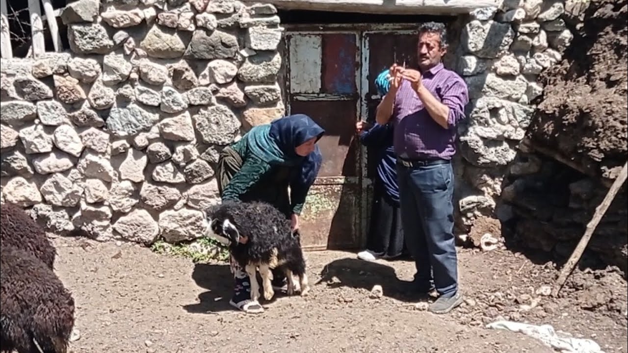 Vaccinating sheep, raining,