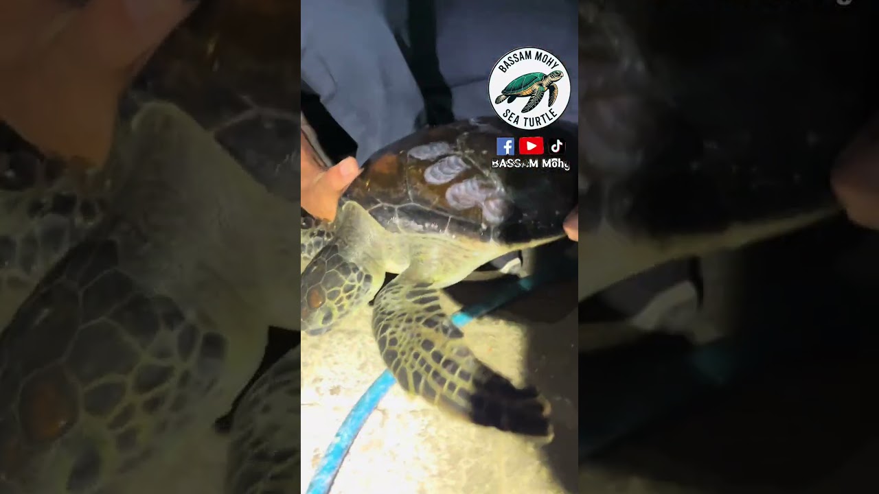 ‏ مغامرة مع السلاحف في الليل ⚓️🐢￼