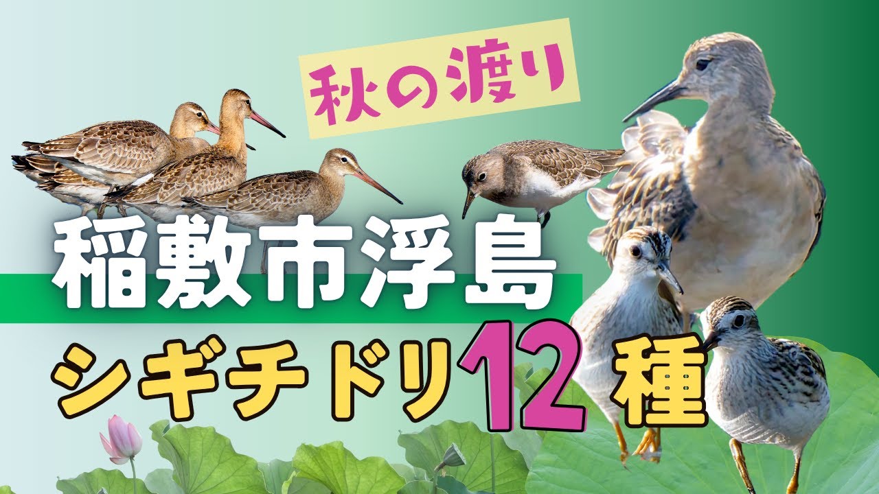 【野鳥観察】ハス田でオグロシギやエリマキシギなど12種のシギチドリ｜秋の渡り・稲敷市浮島