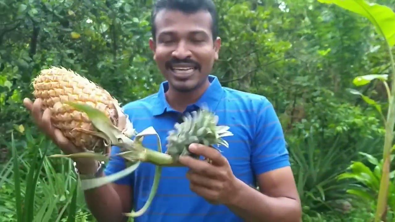 අන්නාසි වගා කර​ ලක්‍ෂ ගනන් උපයන්න​ - How to Grow Pineapples 0716028824