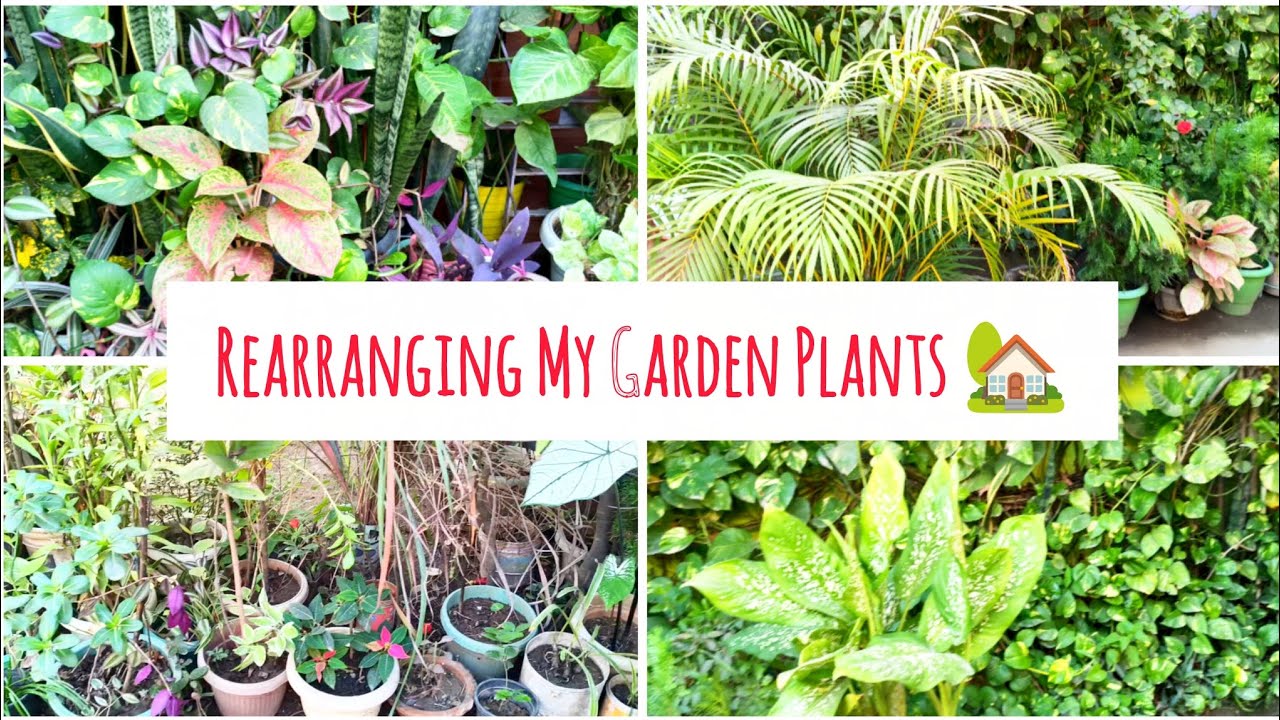 Rearranging My Garden Plants 🏡🪴🌻🌷My Peaceful & Colourful Garden ✨🌿🌼 Vlog 28 📹 #new #foryou #youtube