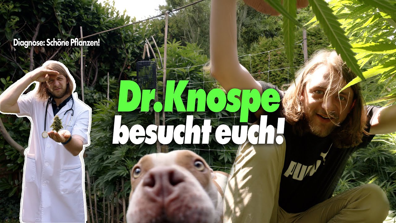 Zeig uns deinen Grow! 🌱 DR. Knospe macht Hausbesuche! 👨&zwj;⚕️🌿