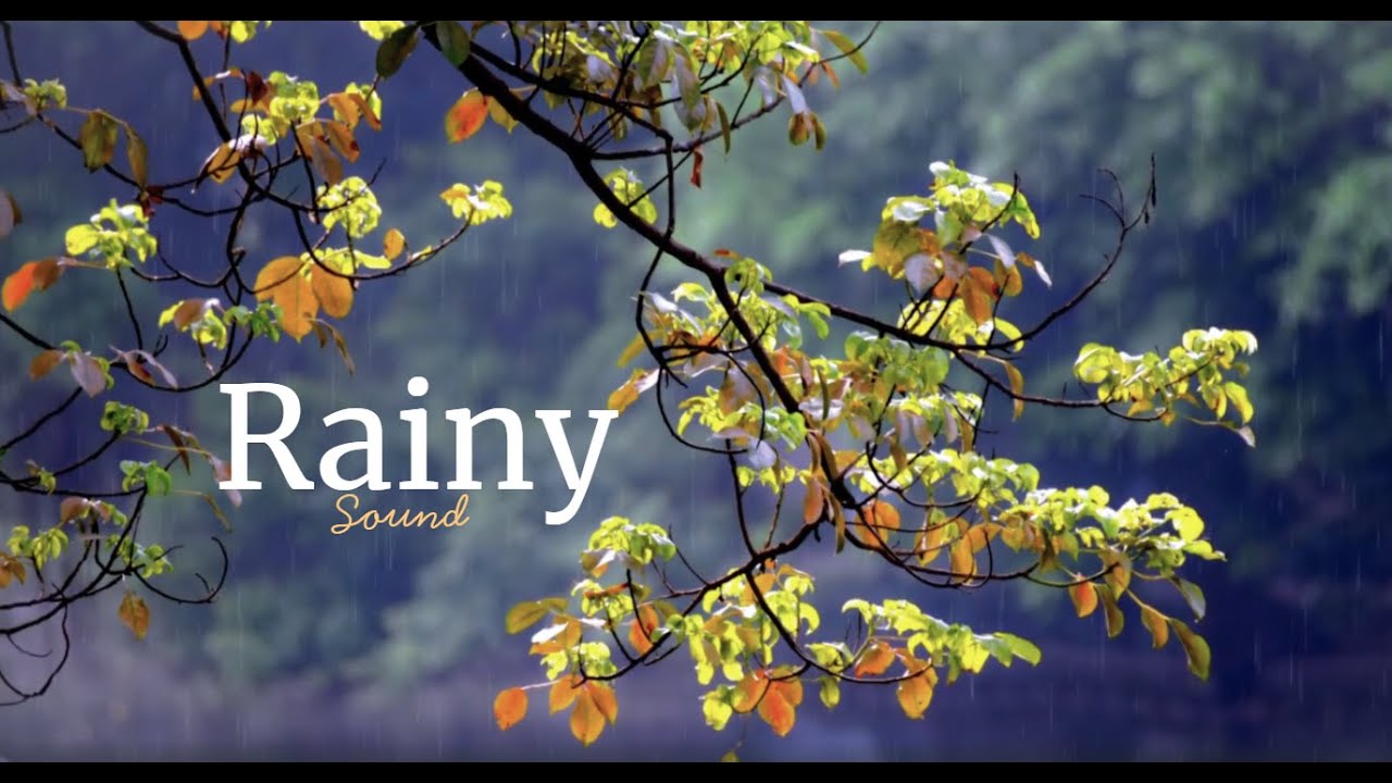 🌧️ Gentle Rain Sounds for Deep Sleep | Relax & Focus (1 Hour)