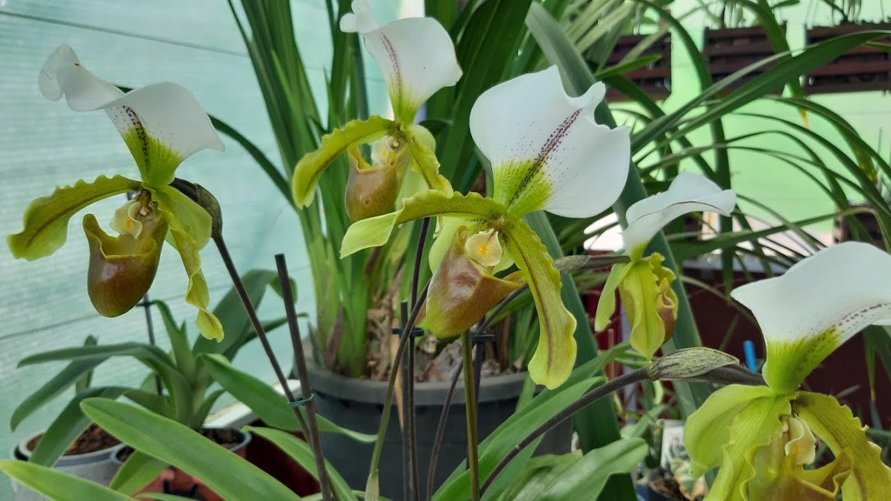 COMO Y CON QUE TRASPLANTAR TU ORQUÍDEA PAPHIOPEDILUM (ZAPATITO)