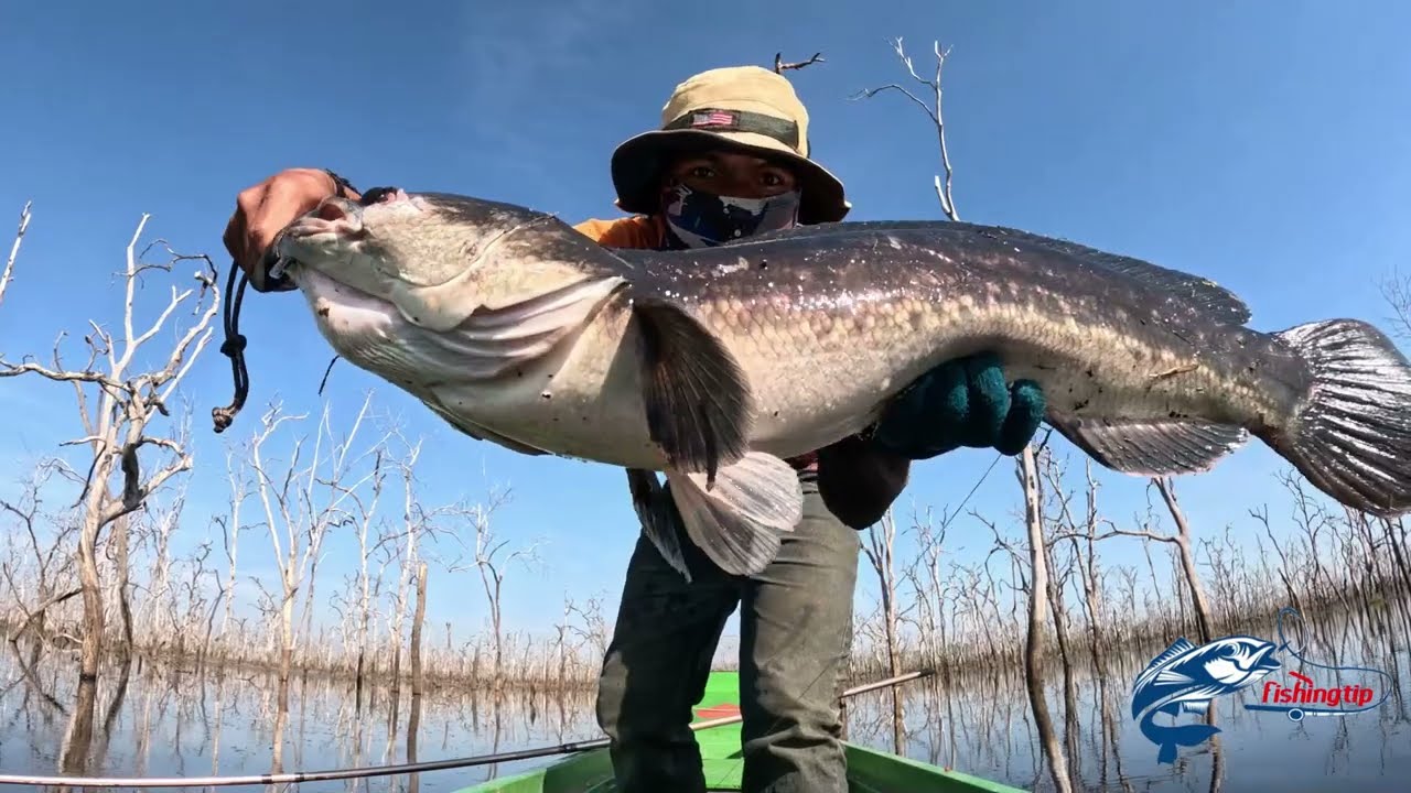 AMAZING SNAKEHEAD HUNTING ទំនប់អាតោ ទឹកស្រកហើយបងប្អូន