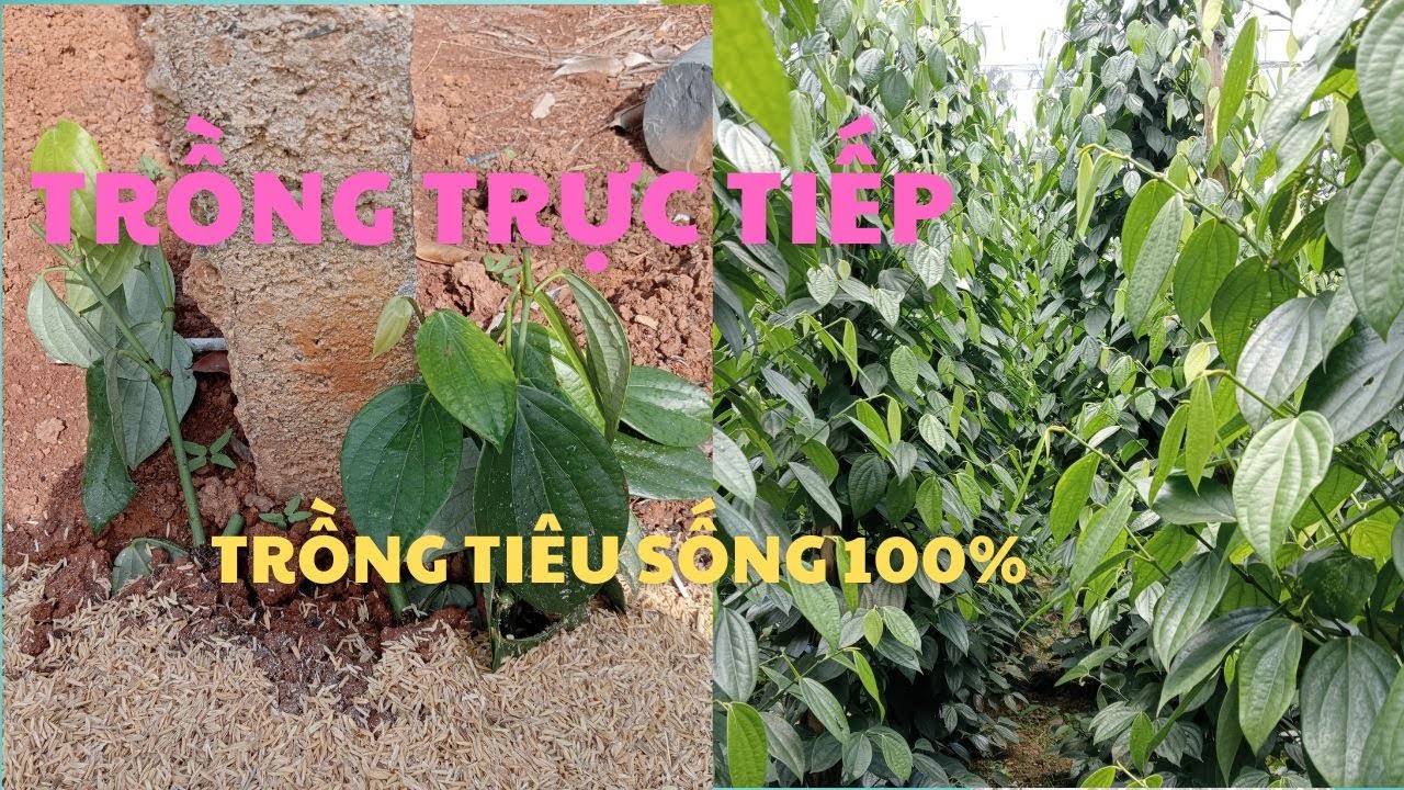 Cách trồng tiêu ác  trực tiếp.Sống đạt tỉ lệ cao. #trongtieu #hoatieu #nongnghiep #cachtrongtieu