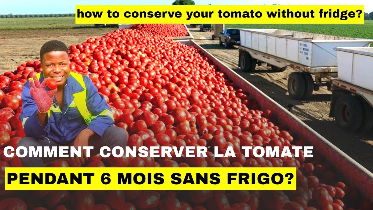 Comment conserver la tomate pendant 6 mois sans frigo ?