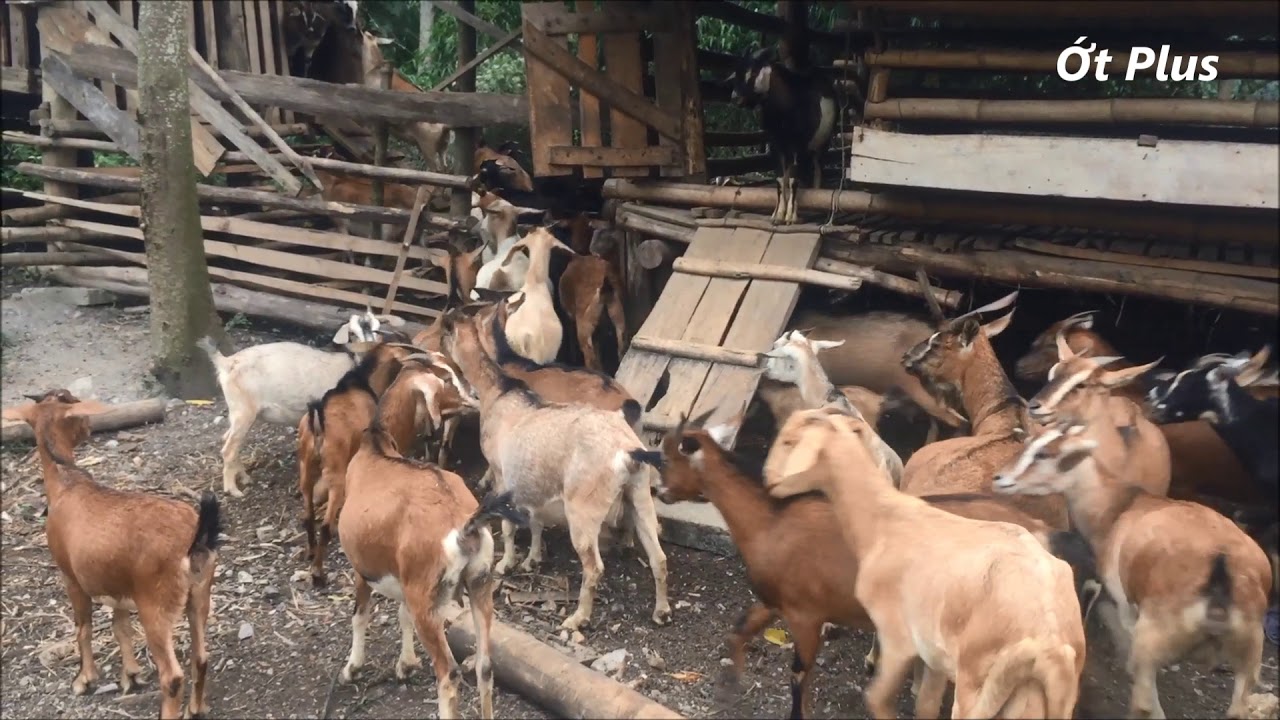 Đ&agrave;n d&ecirc; ăn - Hơn 100 con d&ecirc; ăn muối - D&ecirc; đi rừng kiếm ăn