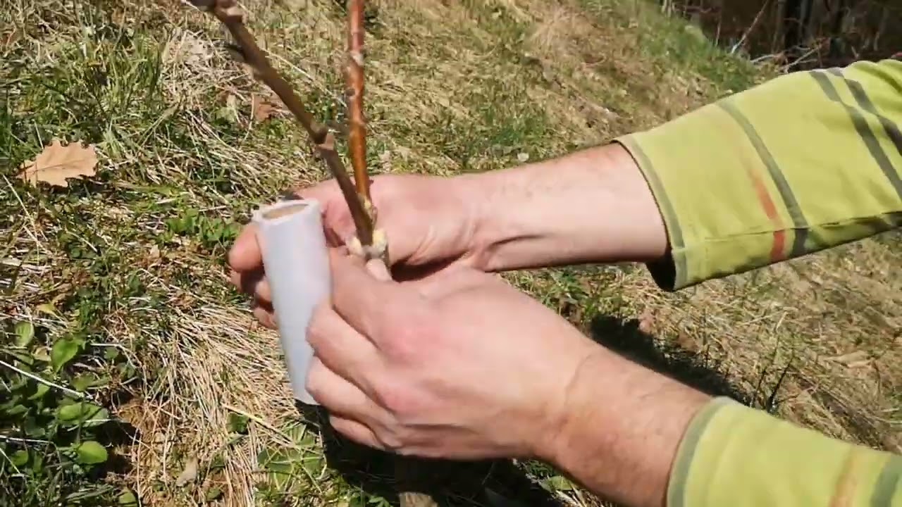 KALEMLJENJE ORAHA NA PROCJEP / GRAFTING A WALNUT TO GAP