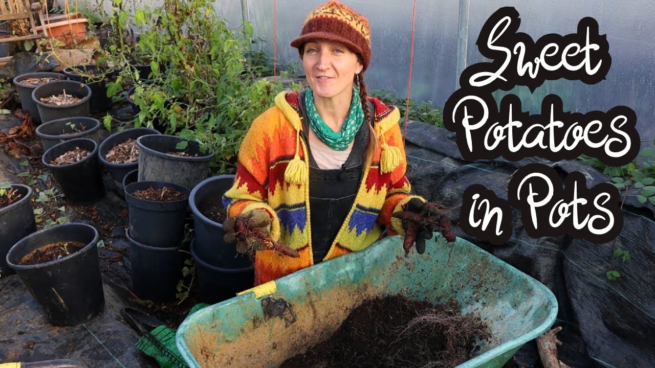 Growing Sweet Potatoes In Pots - How did they do??? Molokai Purple Variety