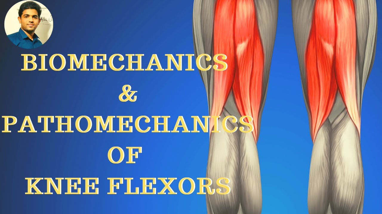BIOMECHANICS & PATHOMECHANICS OF KNEE FLEXORS | Knee Complex Biomechanics