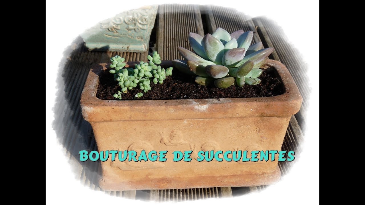 Bouturage des succulentes  - Monjardindansleslandes