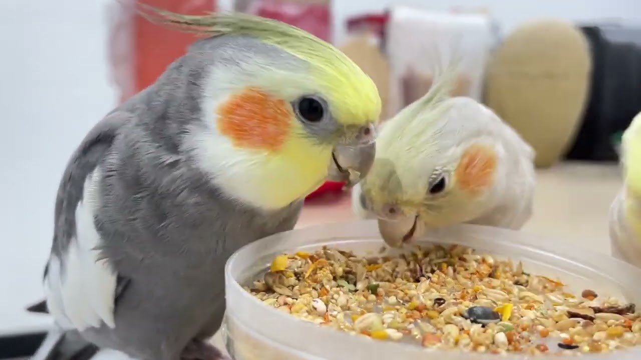 what do  cockatiels eat？it looks so delicious！