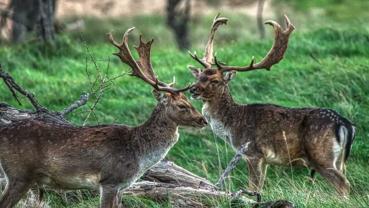 Wildlife and Nature Photography by Remy van Haarlem