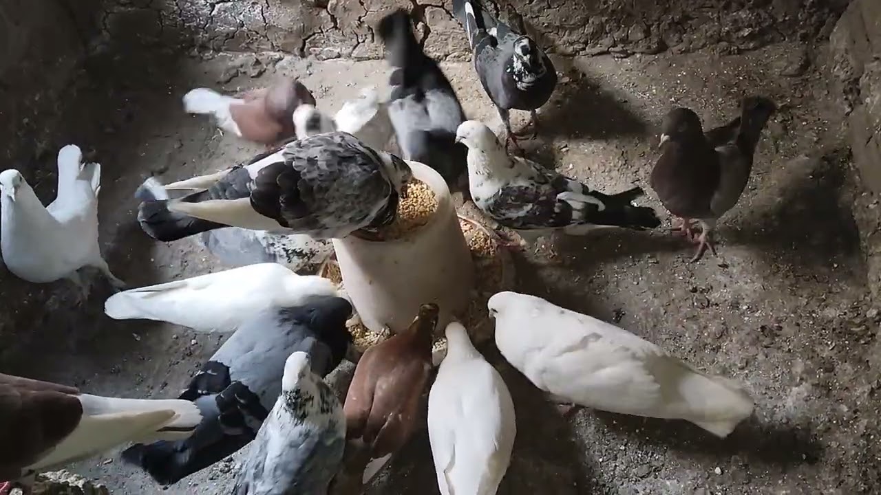 تربية الحمام البلدي سلالة أصيلة ومحلية جودة عالية ✅