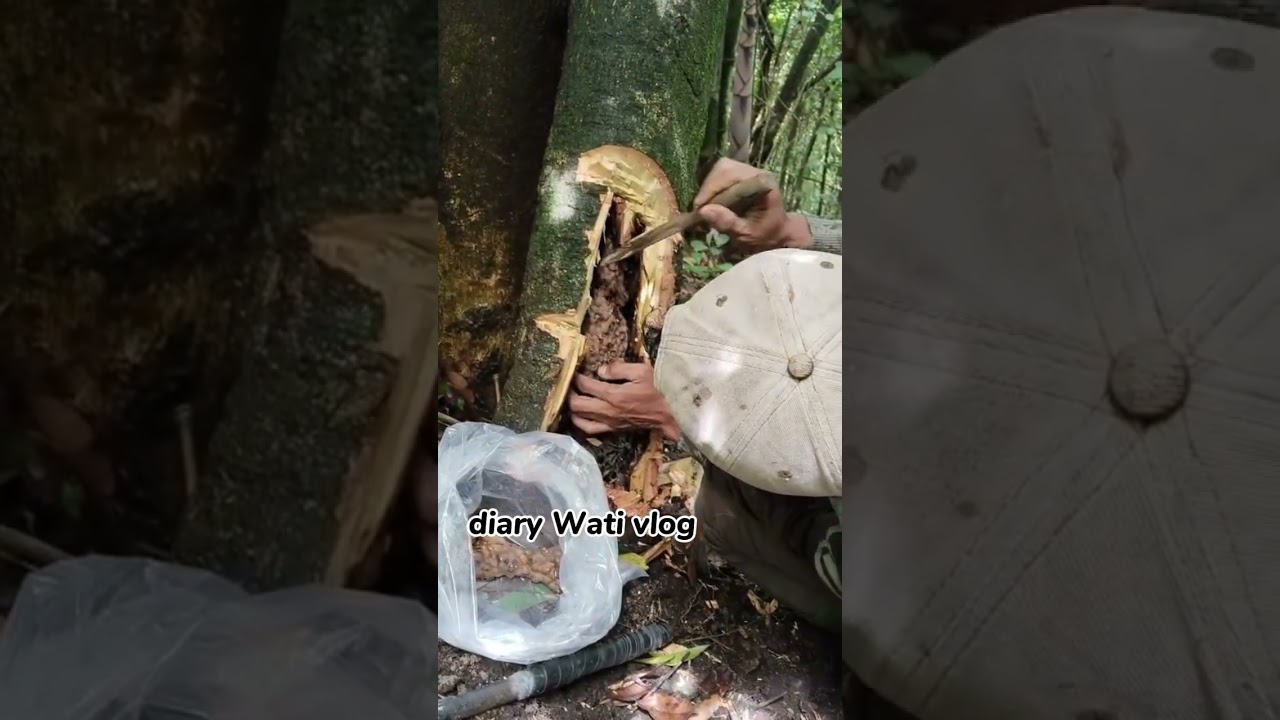 proses pengambilan sarang lebah klulut dihutan liar