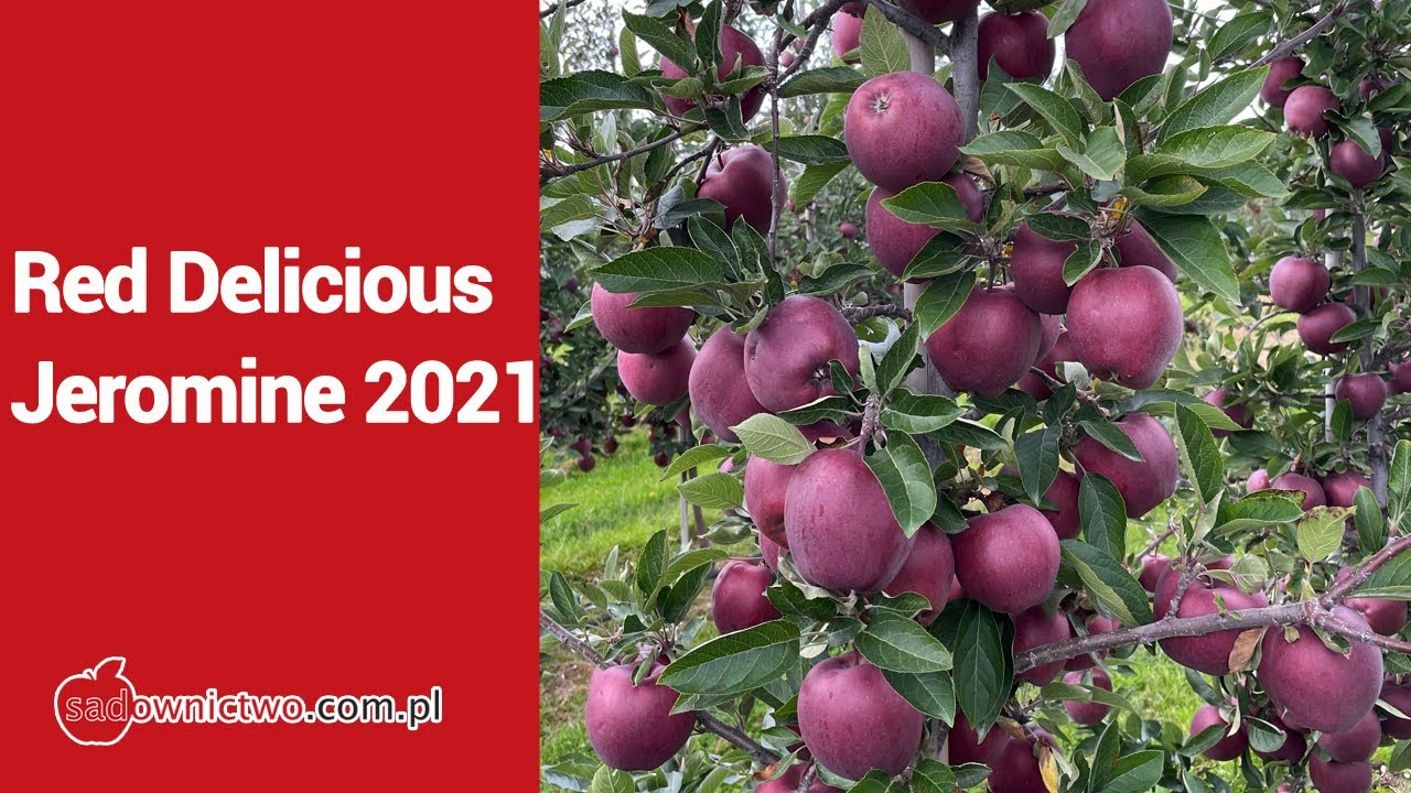 Red Delicious / Jeromine - 13.09.2021 u Kamila Porady