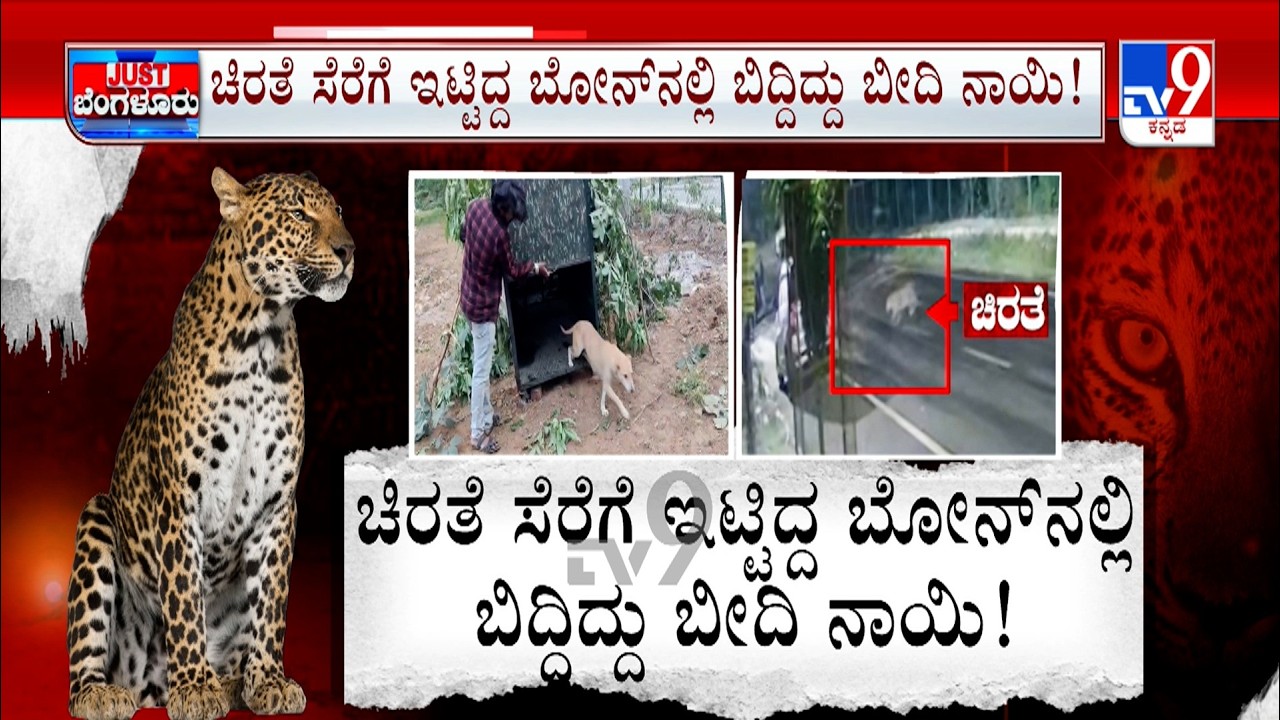 Leopard Spotted In Bengaluru:ಮೂರು ದಿನದಿಂದ್ಲೂ ಕಣ್ಣಾಮುಚ್ಚಾಲೆ ಆಟ | ಚಿರತೆಗಿಟ್ಟಿದ್ದ ಬೋನಿಗೆ ಬಿದ್ದ ಬೀದಿನಾಯಿ