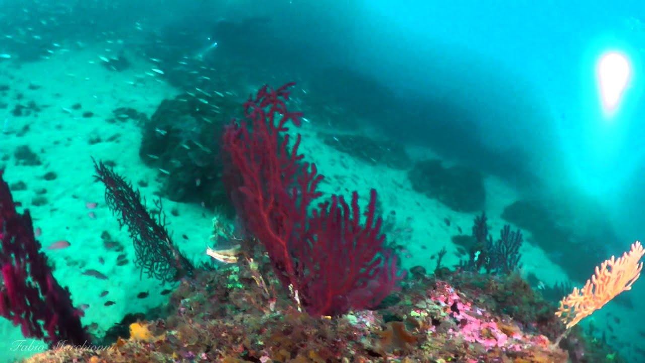 Immersione Picchi di Pablo Rio Marina Isola D'Elba