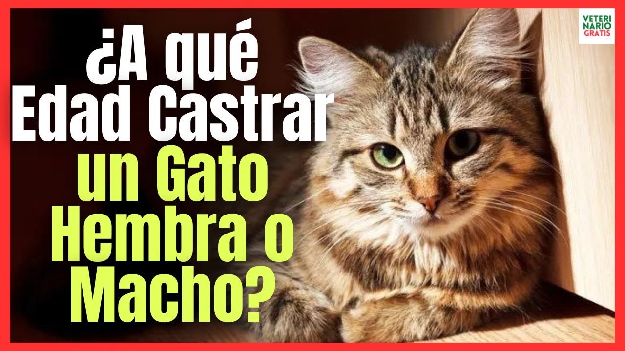 🚨 ¿CÚAL ES LA MEJOR EDAD PARA CASTRAR A UN GATO MACHO O HEMBRA? 🚨