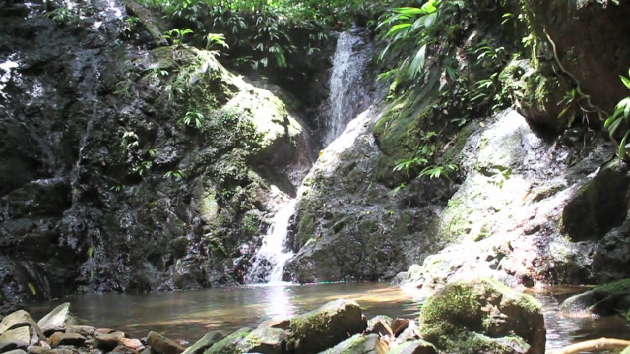 Panama Amphibian Rescue and Conservation Project.mov