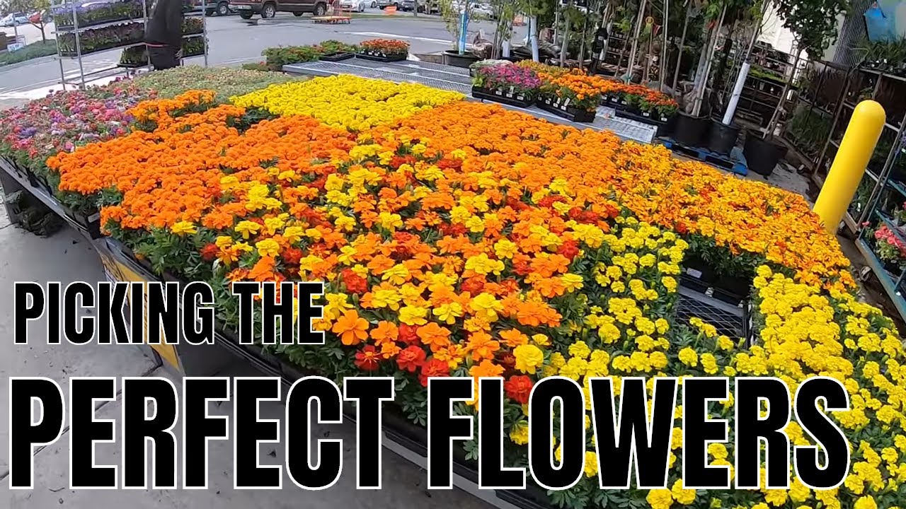 Picking the PERFECT FLOWERS for garden. BERMUDA GRASS UPDATE